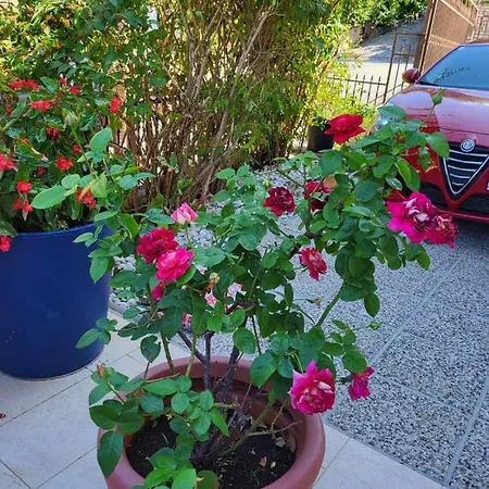 Apartment Mirjana Piran