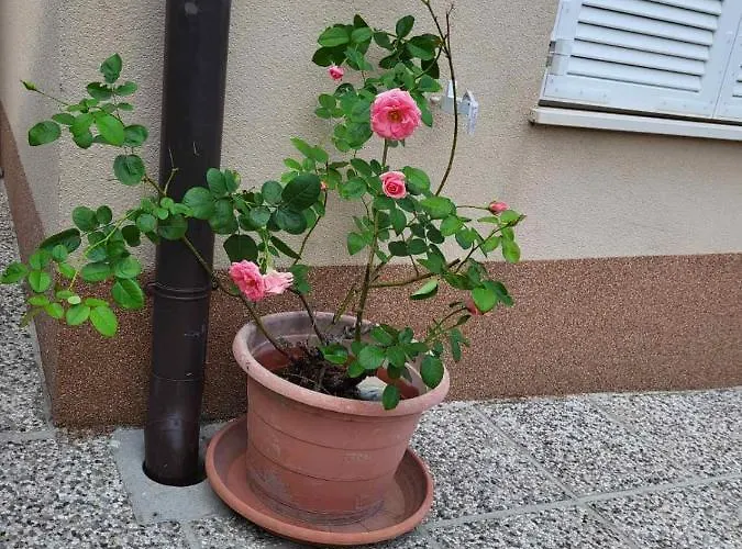 Mirjana Διαμέρισμα Πιράν